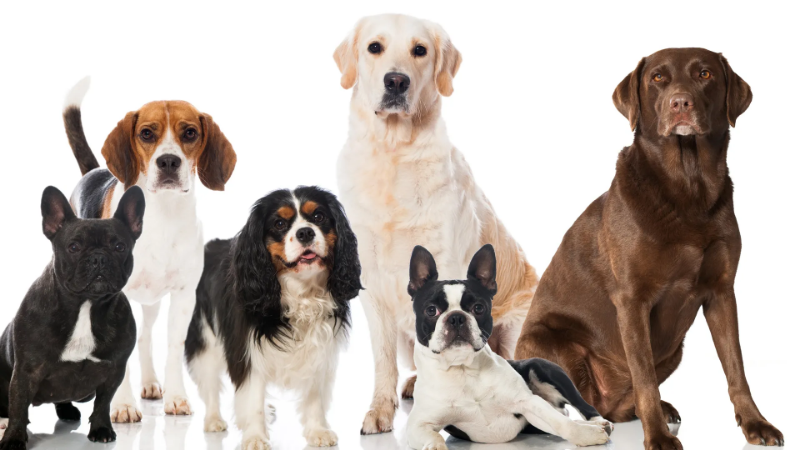Risparmio Prodotti Cani: Guida Pratica per Risparmiare su Cibo, Accessori e Giocattoli